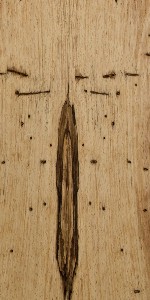 faggio antico ash wood