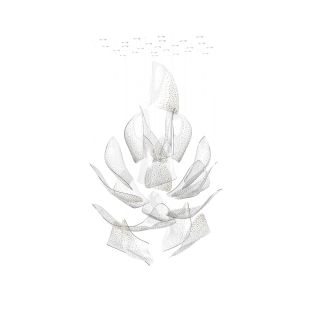 Sans Souci / Chandeliers / Flux Celestial M1